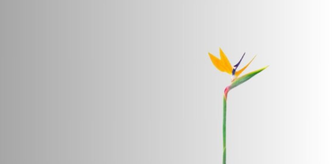 banner1
